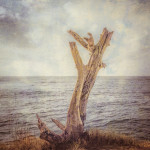 A Dead Tree by the Ocean