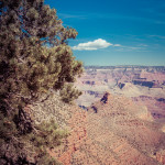 A Tree in the Grand Canyon