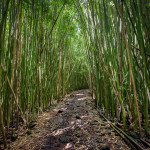 Deep in the Bamboo Forest on Maui, Hawaii