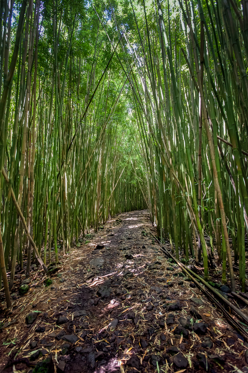 Deep in the Bamboo Forest on Maui, Hawaii Battered LuggageBattered