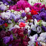 Ferry Plaza Farmers Market Flowers