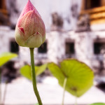 Lotus Blossom at Wat Pho, Bangkok Thailand