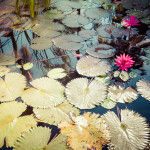 Lotus Blossoms in Bali