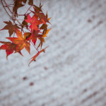 Red Japanese Maple Leaves Over a Zen Garden